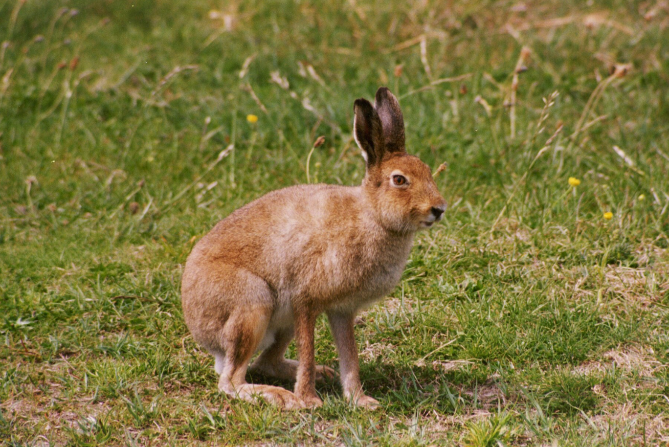 Skogshare (Lepus timidus) — jaktbart vilt i Sverige