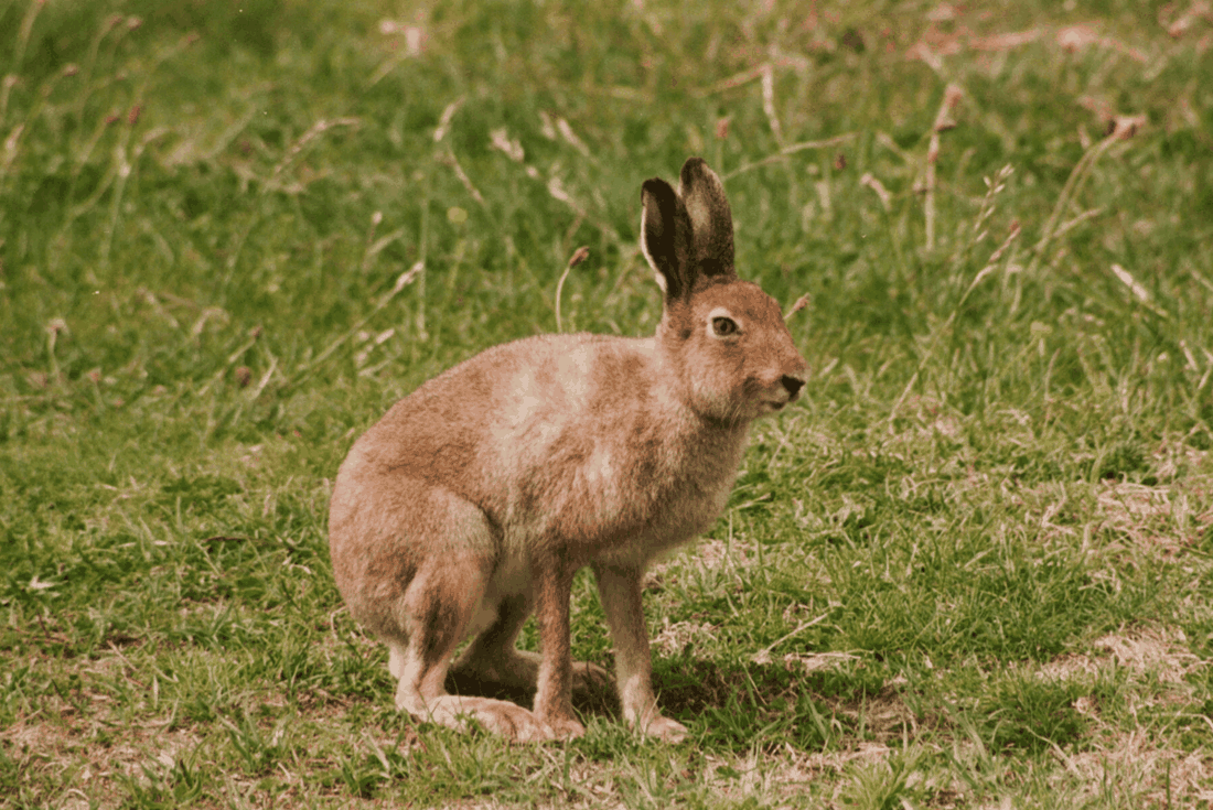 Skogshare (Lepus timidus) — jaktbart vilt i Sverige