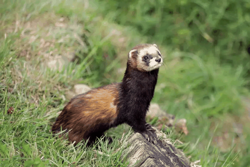 Iller (Mustela putorius) — jaktbart vilt i Sverige