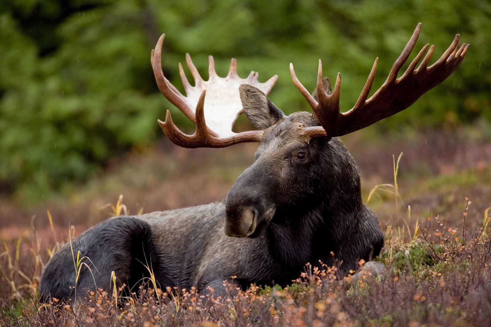 Älg (Alces alces) — jaktbart vilt i Sverige