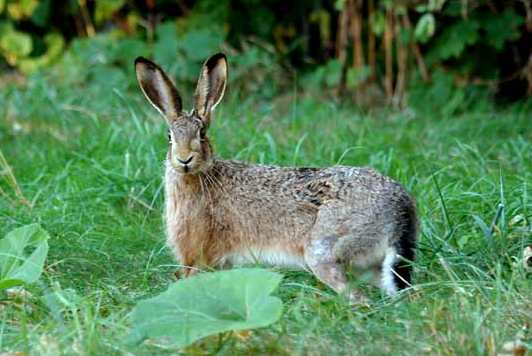 Fälthare (Lepus europaeus) — jaktbart vilt i Sverige
