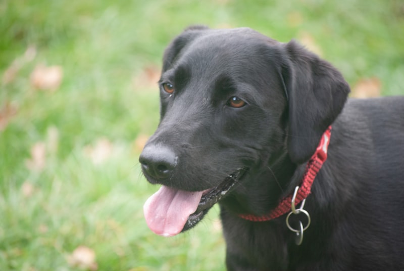 Flatcoated retriever
