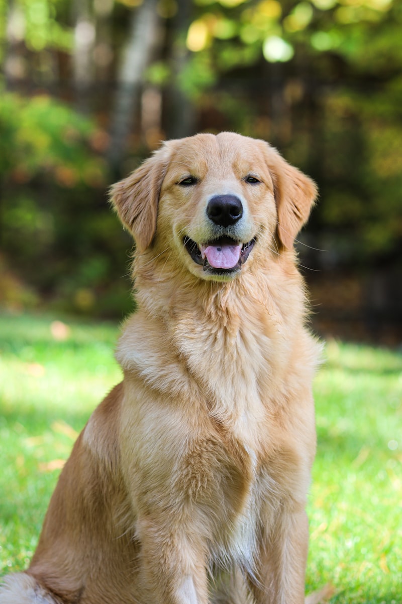 Golden retriever