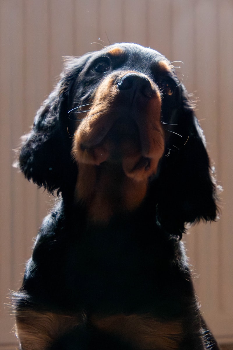 Gordonsetter