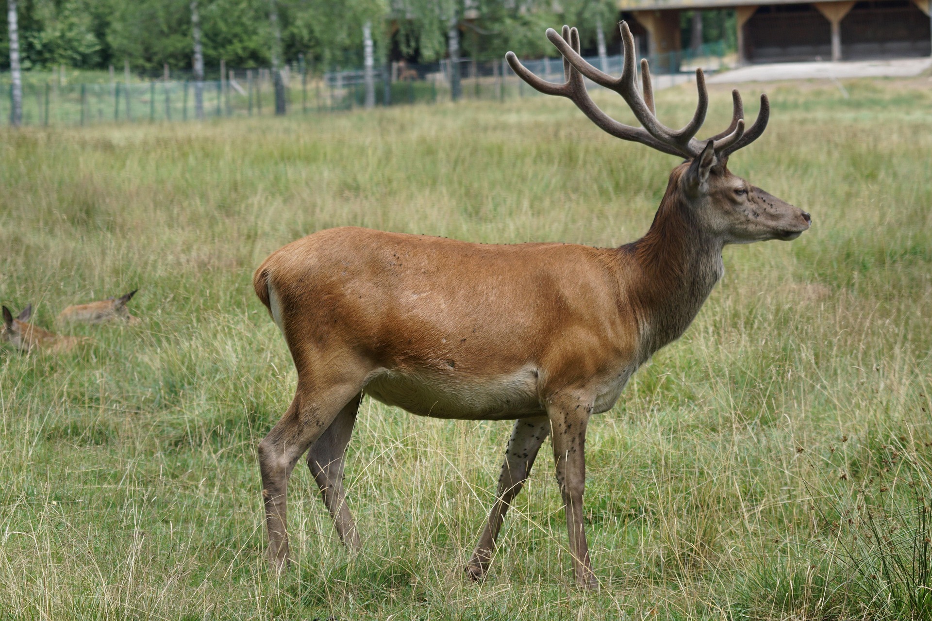 Kronhjort (Cervus elaphus) — jaktbart vilt i Sverige
