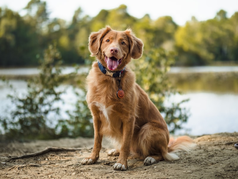 Nova Scotia duck tolling retriever