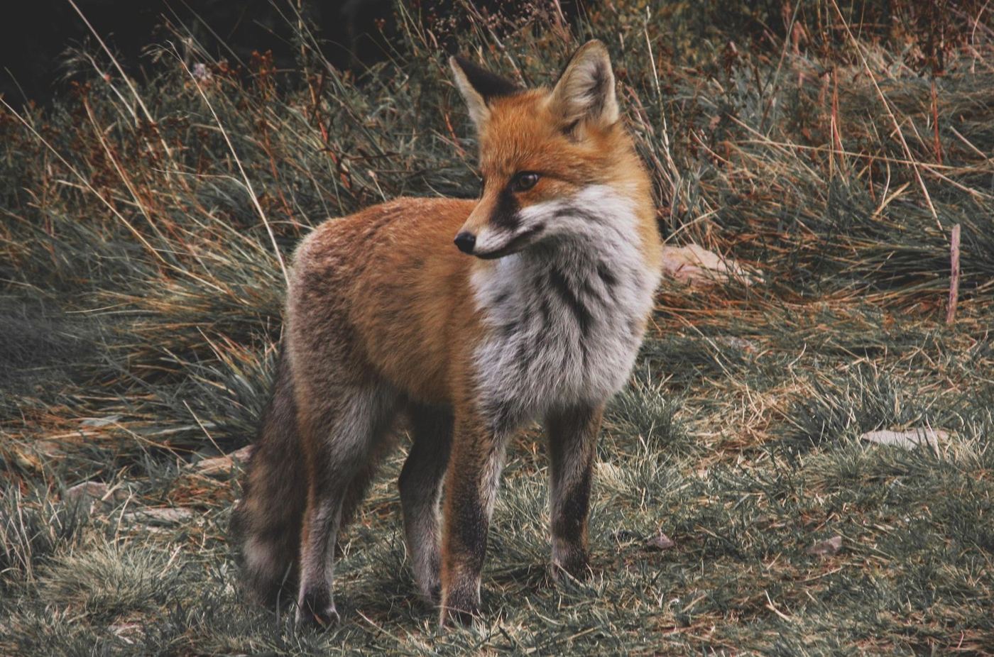 Rödräv (Vulpes vulpes) — jaktbart vilt i Sverige